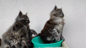 котики Мейн Кун продажа
