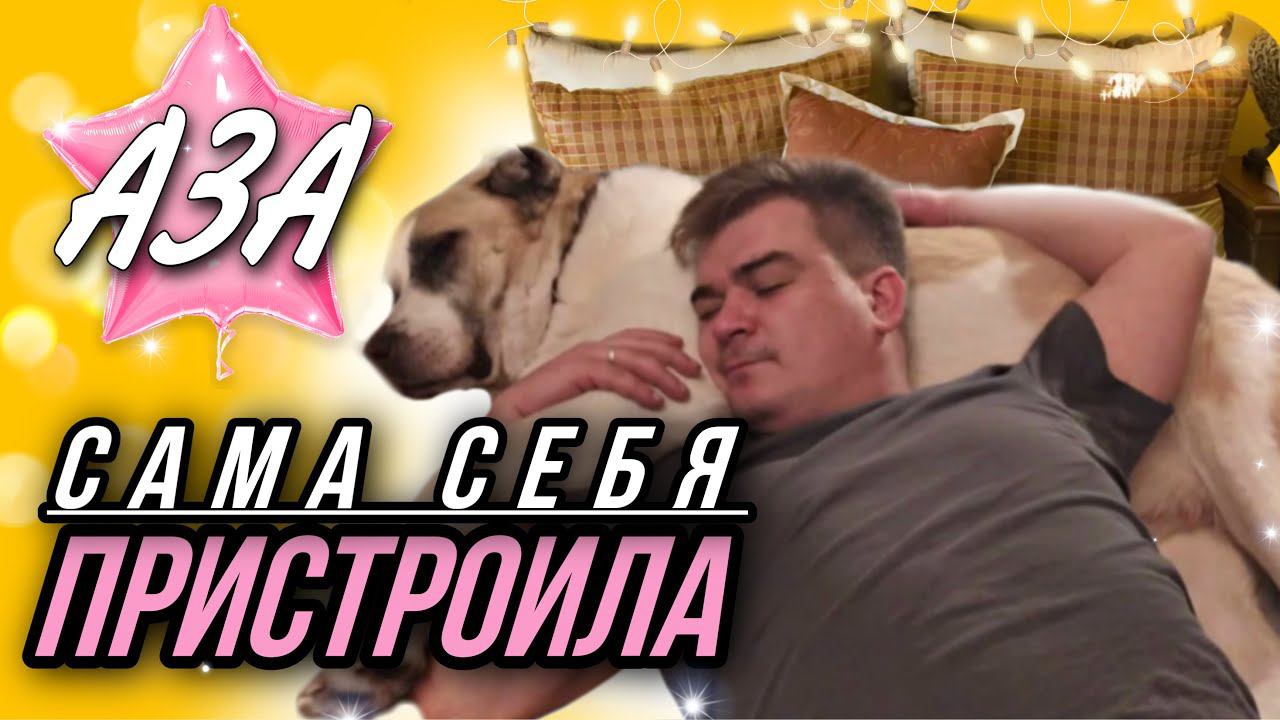 Алабайка Аза, от которой отказались через 1 час, сама себя пристроила