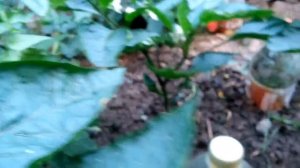 Чёрный болгарский перец "Ноктюрн"