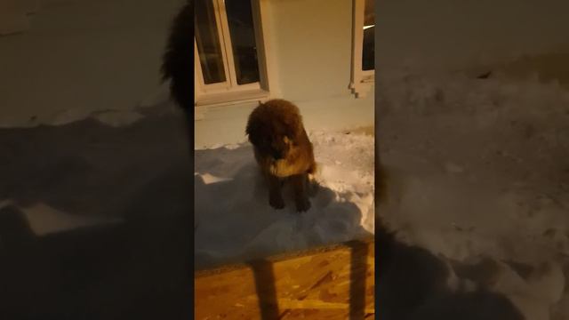 лай тибетского мастифа 7мес