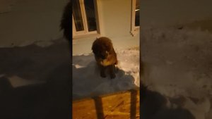 лай тибетского мастифа 7мес