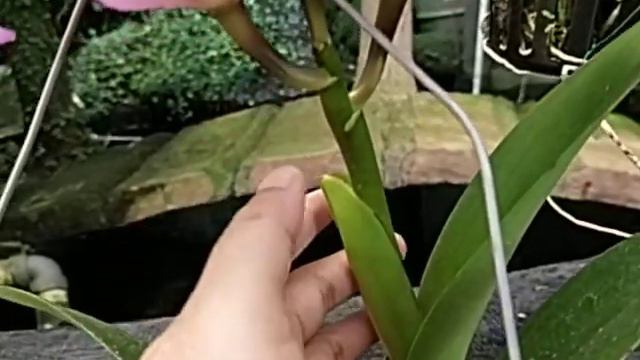Rhyncholaeliocattleya Chief Pink Diana