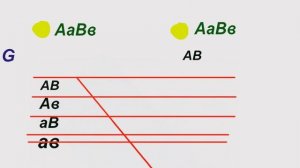 Школьная био: Генетика: Грегор Мендель и его законы.