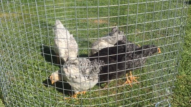 Обзор зелени. Строим навес. Выгуливаем цыплят. Мир, труд, май! смотреть онлайн