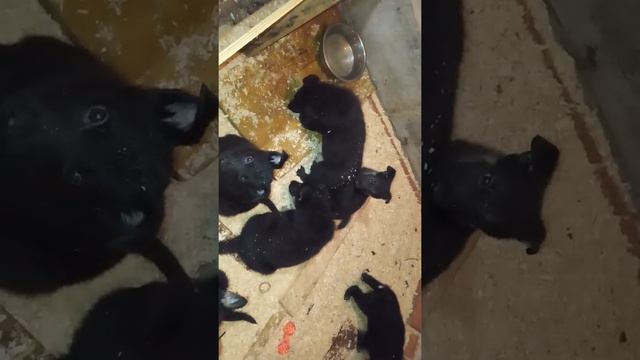 Щенки атакуют отца!