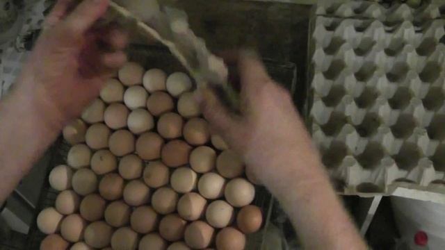 Закладка яиц в инкубаторы