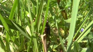 Как появляются стрекозы