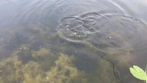 ВОДА КИПИТ- НЕРЕСТ РЫБЫ»УКЛЕЙКА МЕЧЕТ ИКРУ