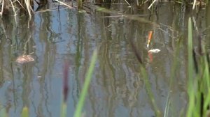 Ловля пескаря, красноперки,  окуня и карпика на опарыша