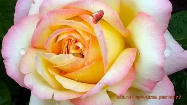 Роза чайно-гибридная Пис (Глория Дей) ? обзор: как сажать, саженцы розы Пис (Глория Дей)