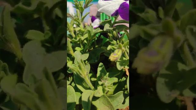 Gazania  Petunia Winter plant care  how to save in summer also