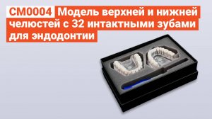 CM0010 - Модель Верхней и Нижней Челюстей с 32 Интактными Зубами для Эндодонтии