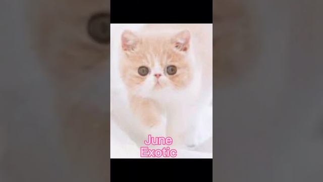 Your birth month your kitten •for the cat lovers•