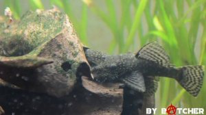 Брачные игры анциструсов