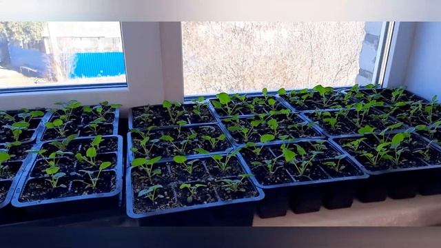 Мои цветы и рассада! смотреть онлайн