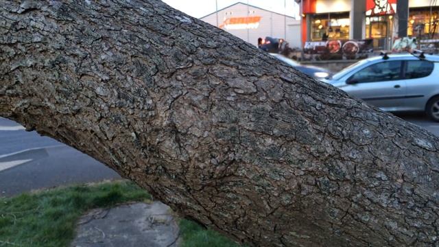 Indian bean tree (Catalpa bignonioides) - branch close up - February 2018 смотреть онлайн