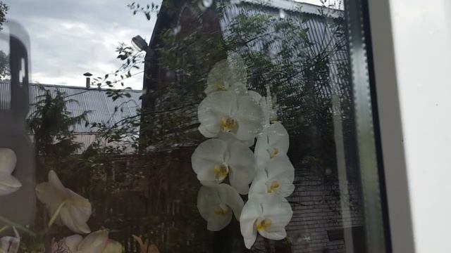 Шикарная плетистая роза. Простой уход и замечательный результат! смотреть онлайн