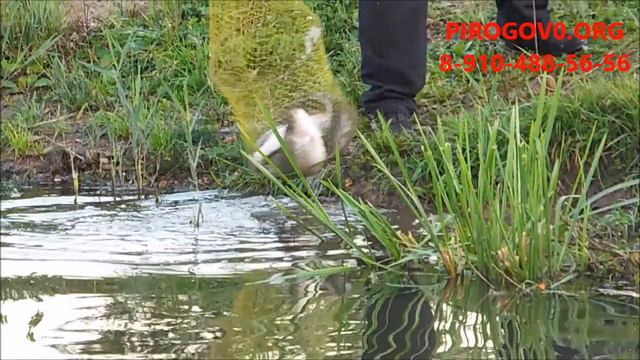 Платная рыбалка в Пирогово-Коргашино смотреть онлайн