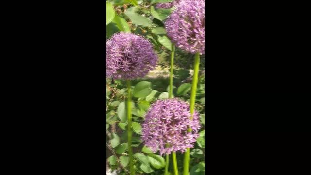 Декоративный лук.mp4 смотреть онлайн