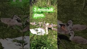 Третьи лунные сутки🌛Привлекаем деньги с луной || Рекомендации на 3 лунный день