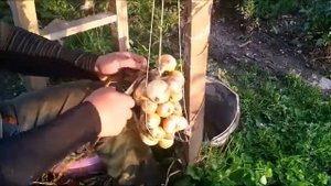 Самый лучший способ хранения лука  ПЛЕТЁМ КОСЫ