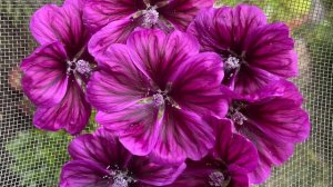 コモンマロウの花 収穫と乾燥 ?? Мальва лесная