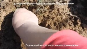 Многоледняя гвоздика после перезимовки. Травянка, перистая.