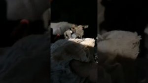 Плавают обороты плохо тянет  бмв е60