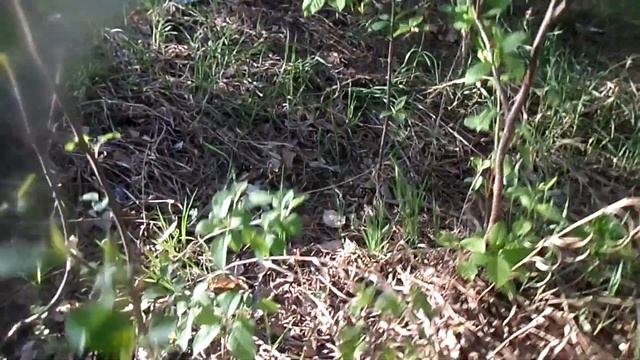 Металлоискатель МД 5090 Первый мой поиск с ним смотреть онлайн