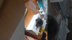 Как сделать простую клетку для котенка,кошки.