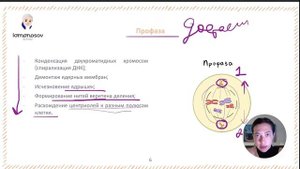 28 задания на митоз, мейоз на 3/3 баллов | ЕГЭ по биологии