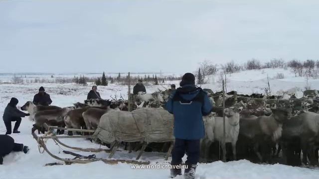 Nenets1.mov