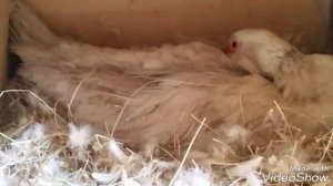 Как понять, что индоутка/мускусная утка скоро сядет на яйца?