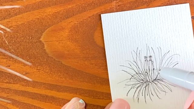 【 イラスト 】T. マグヌシアーナを描いていく | Tillandsia magnusiana | easy plant doodle смотреть онлайн