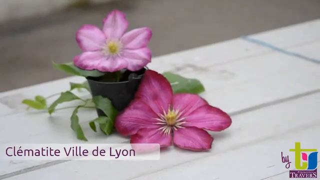 Clématite Ville de lyon - Pépinières TRAVERS - Spécialiste des plantes grimpantes смотреть онлайн