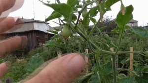 Когда прищипывать верхушки томатов? У каких томатов я обязательно обрываю верхушки?