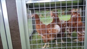 Домик для кур "Мечта" от CrazyFerma