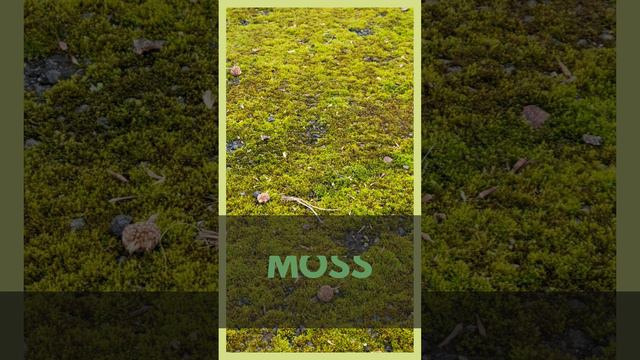 Nature: Moss is My Hero!