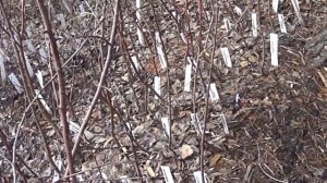 повышение морозоустойчивости плодовых путем перепрививки