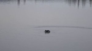 Нырок утка на рыбалки.