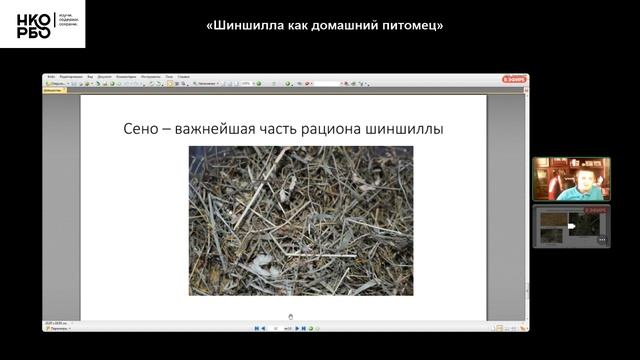 Лекция №19. Шиншилла как домашний питомец