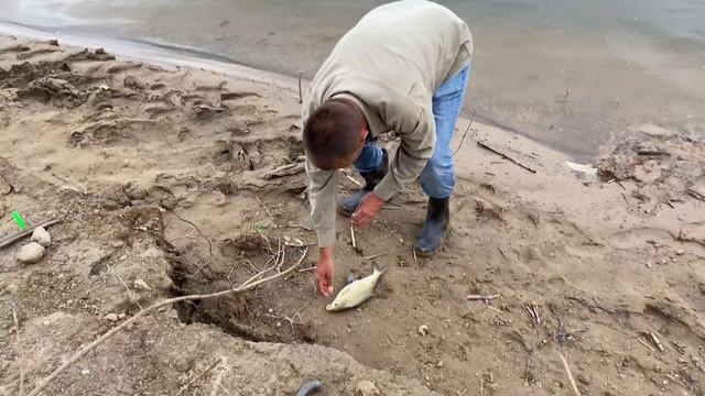 Сазаны на макуху! Рыбалка на закидушки 2020 Ахтуба. смотреть онлайн