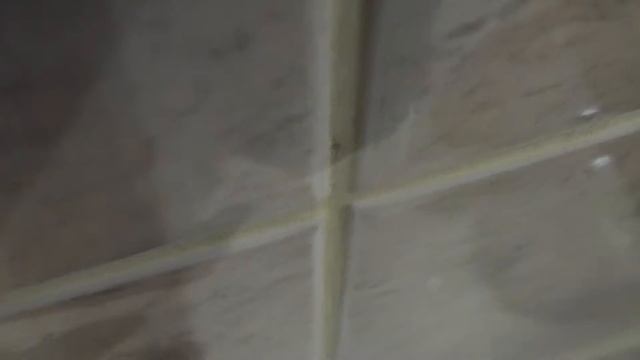 Как помыть кота. Мою кота. Как правильно мыть кошек? смотреть онлайн