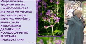 Иван-чай Кипрей узколистный Лесиовская Е.Е. – профессор, доктор мед. наук