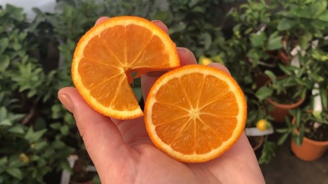 Апельсин Шоколадный \ Navel Chocolate. Апельсин Фрагола \ C. sinensis "Fragola". Май 2021г.