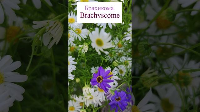 Ромашка в миниатюре Брахикома (Brachyscome).??