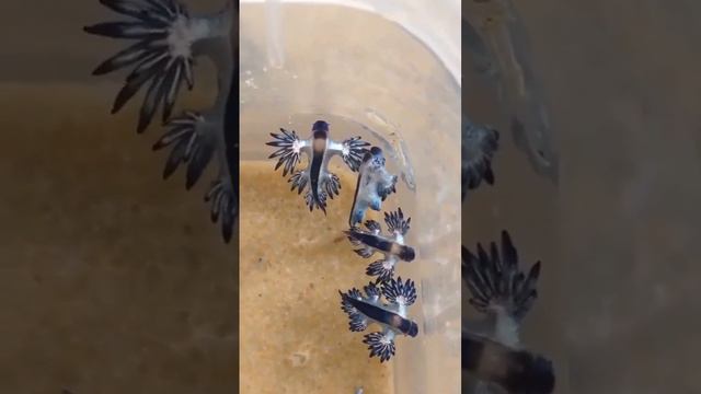 Blue dragon nudibranchs (sea slugs) 🌊