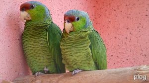 умный ребенок домашние животные