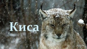 Киса.. (рассказ)