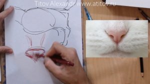 Как нарисовать нос у кота. Урок 2. Построение формы носа